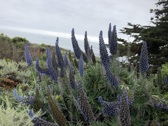 purple flowers